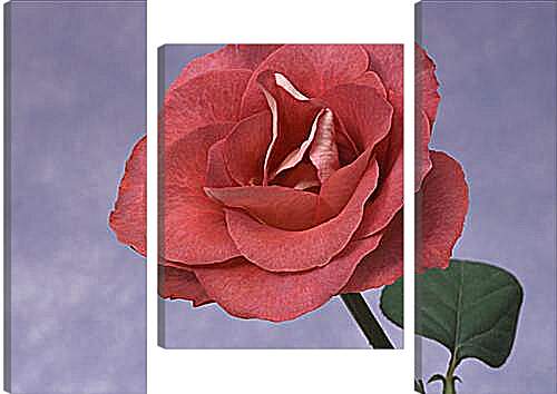 Модульная картина - Розы
