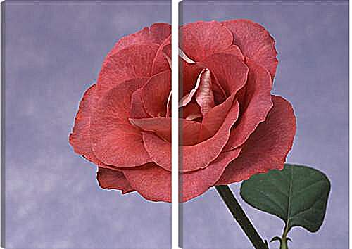 Модульная картина - Розы
