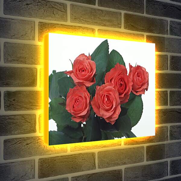 Лайтбокс световая панель - Розы
