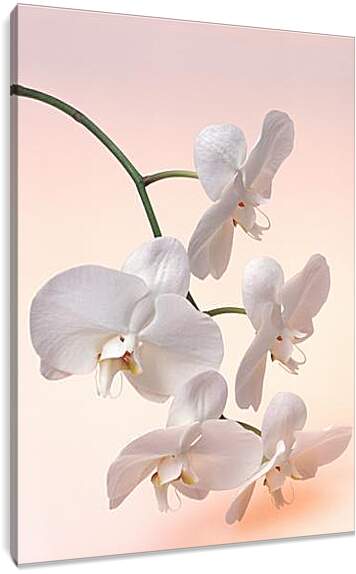 Постер и плакат - Орхидея белая