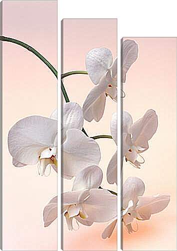 Модульная картина - Орхидея белая
