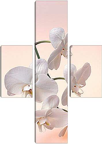 Модульная картина - Орхидея белая