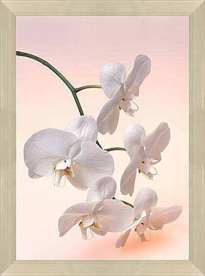 Картина в раме - Орхидея белая