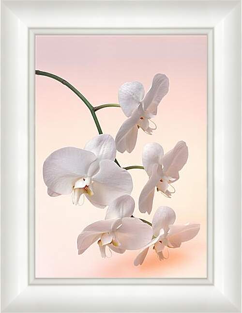 Картина в раме - Орхидея белая