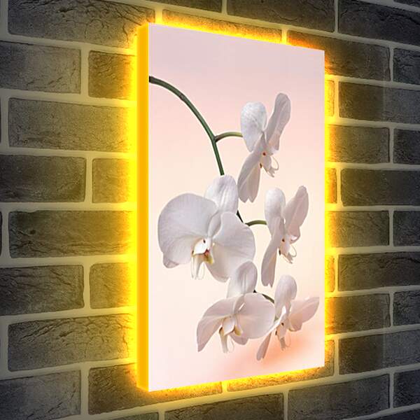 Лайтбокс световая панель - Орхидея белая