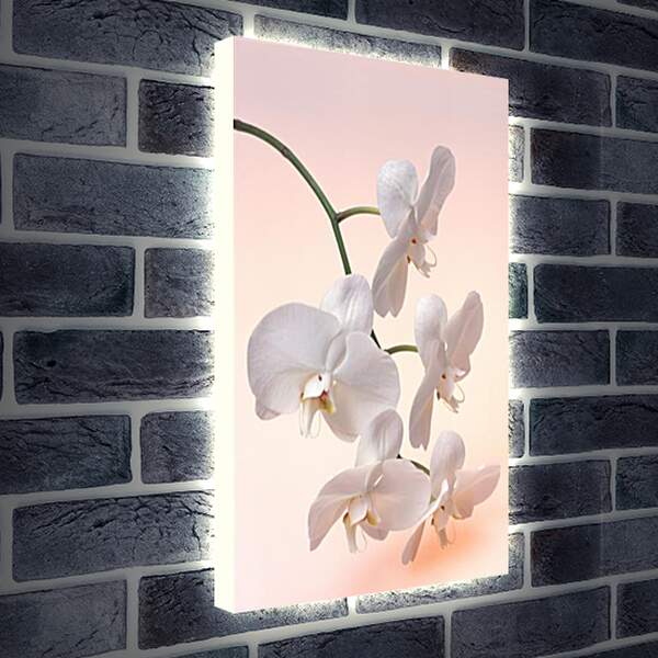 Лайтбокс световая панель - Орхидея белая