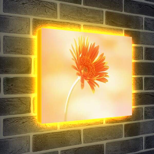 Лайтбокс световая панель - Хризантема