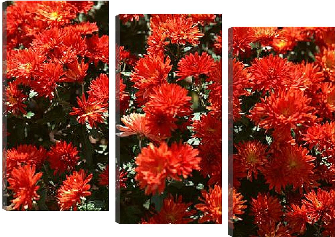 Модульная картина - Красные хризантемы
