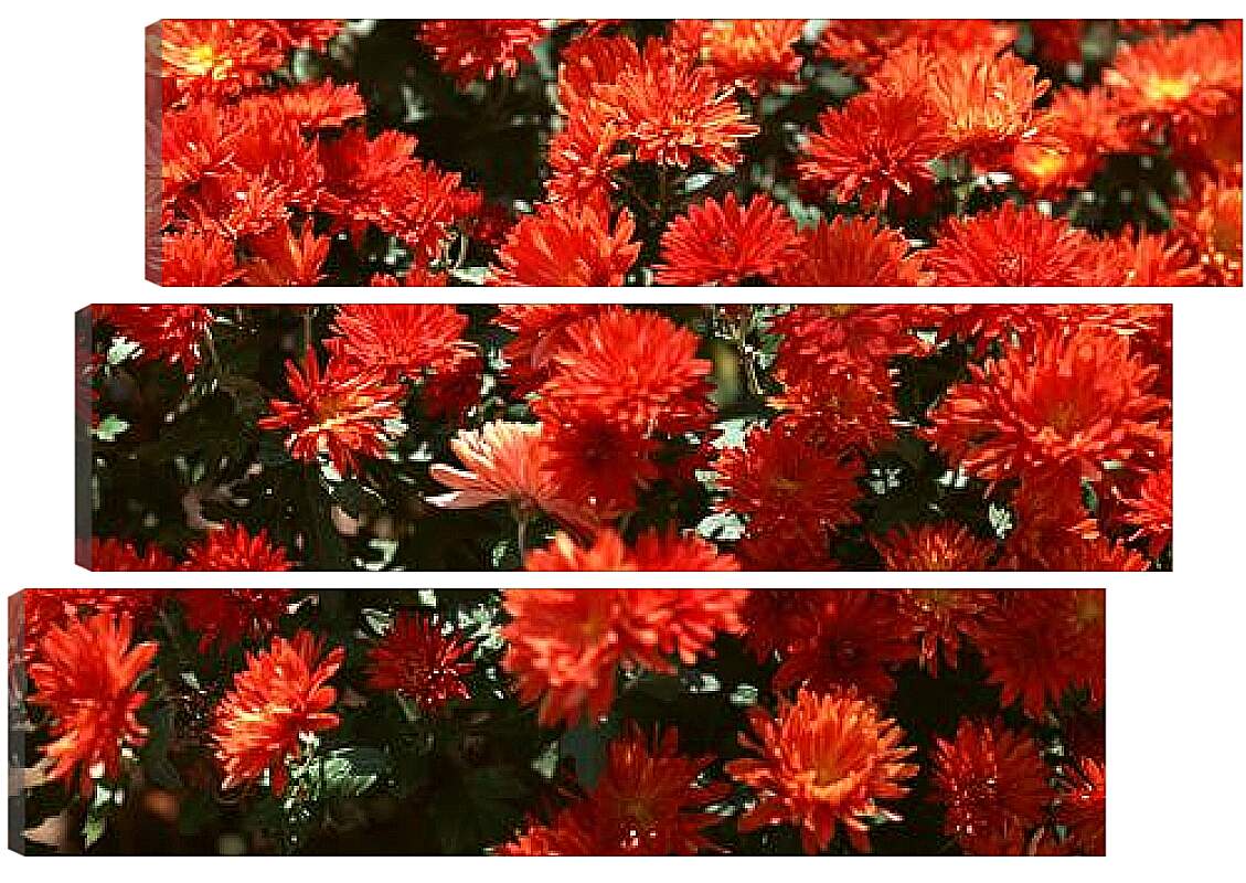 Модульная картина - Красные хризантемы