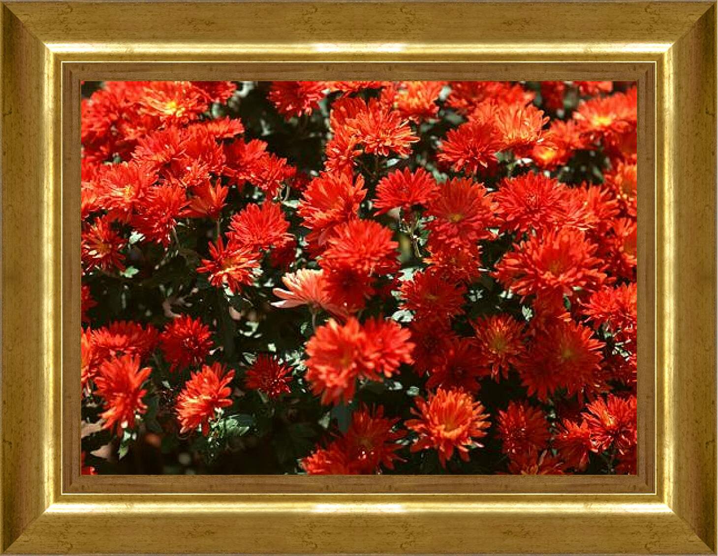 Картина в раме - Красные хризантемы
