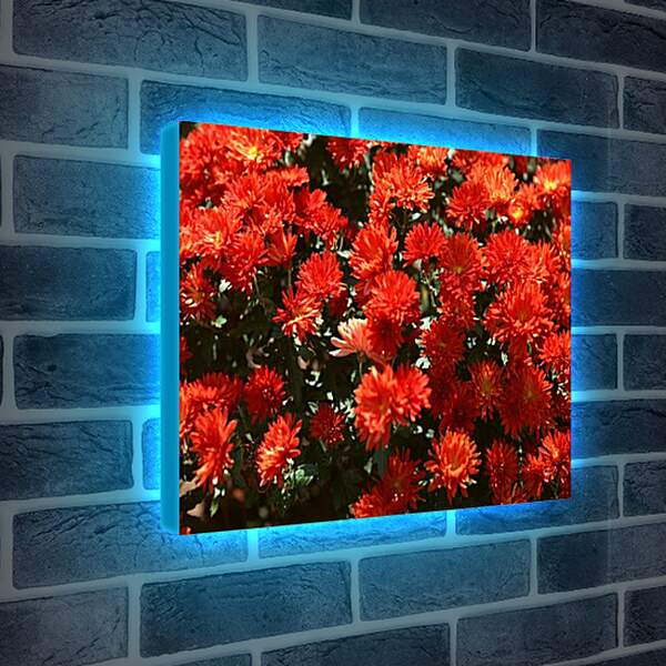 Лайтбокс световая панель - Красные хризантемы