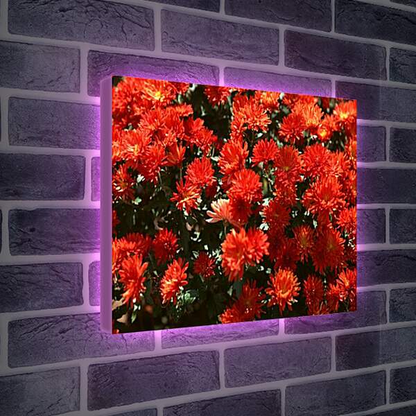 Лайтбокс световая панель - Красные хризантемы
