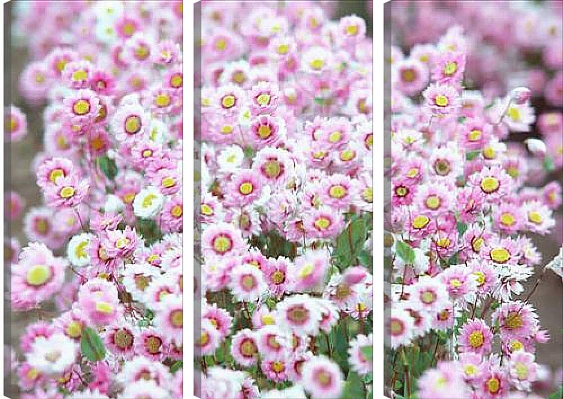 Модульная картина - Бело-розовые хризантемы