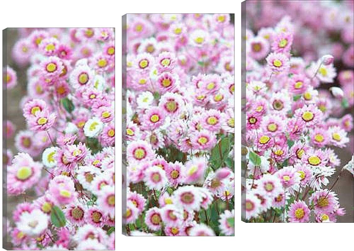 Модульная картина - Бело-розовые хризантемы