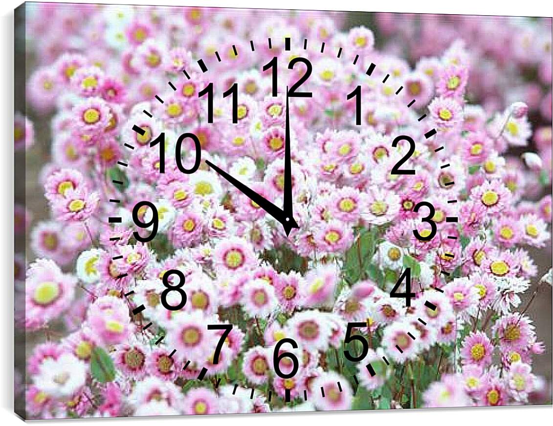 Часы картина - Бело-розовые хризантемы