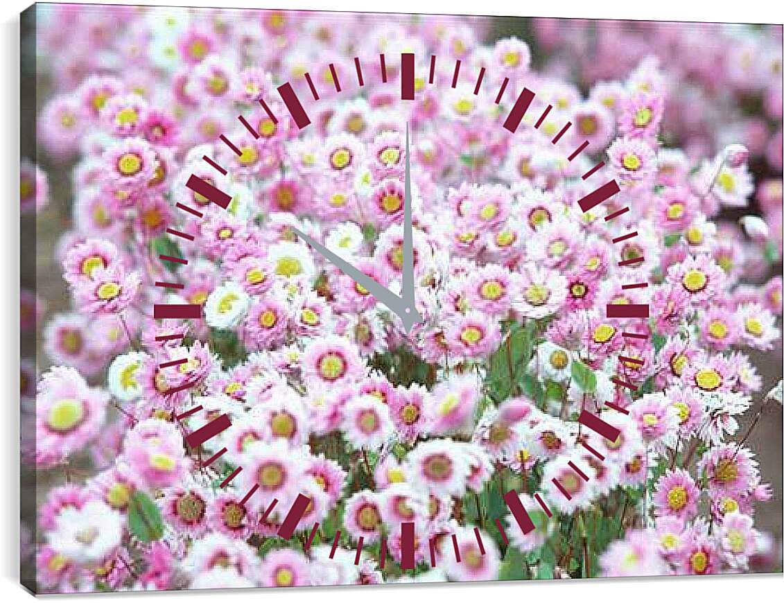 Часы картина - Бело-розовые хризантемы