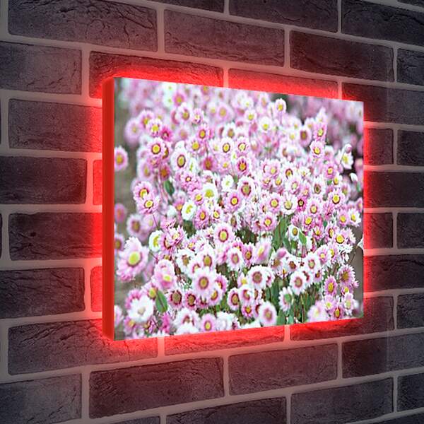 Лайтбокс световая панель - Бело-розовые хризантемы
