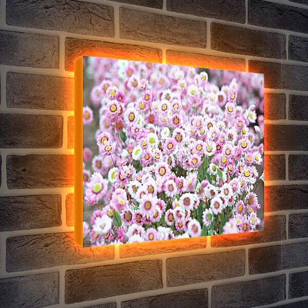 Лайтбокс световая панель - Бело-розовые хризантемы