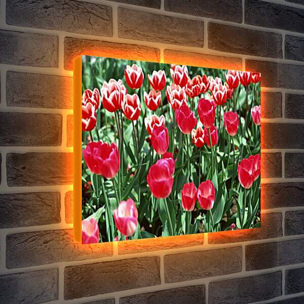 Лайтбокс световая панель - Тюльпаны