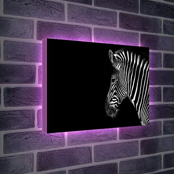 Лайтбокс световая панель - Зебра