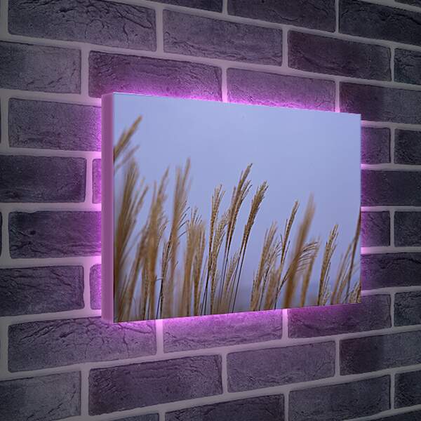 Лайтбокс световая панель - Пшеница