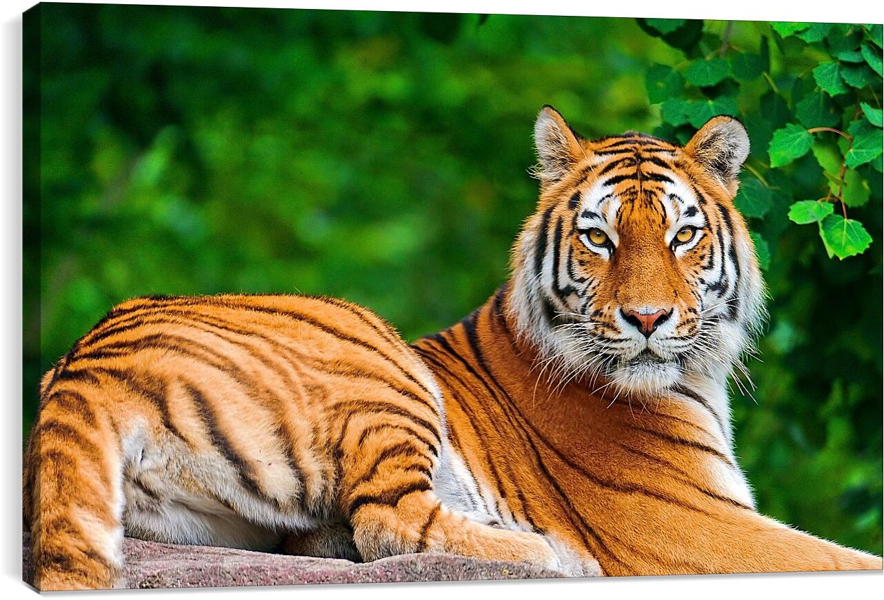 Постер и плакат - Бенгальский тигр