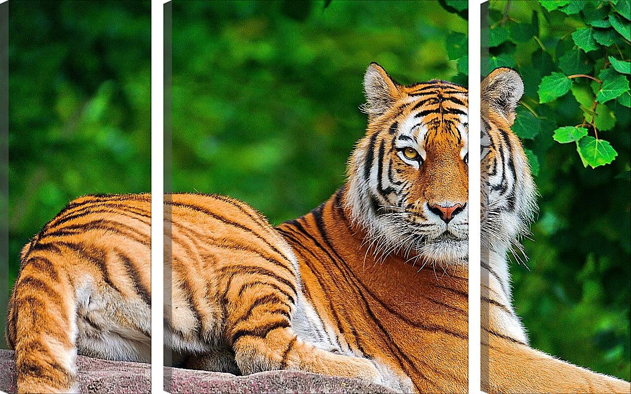 Модульная картина - Бенгальский тигр