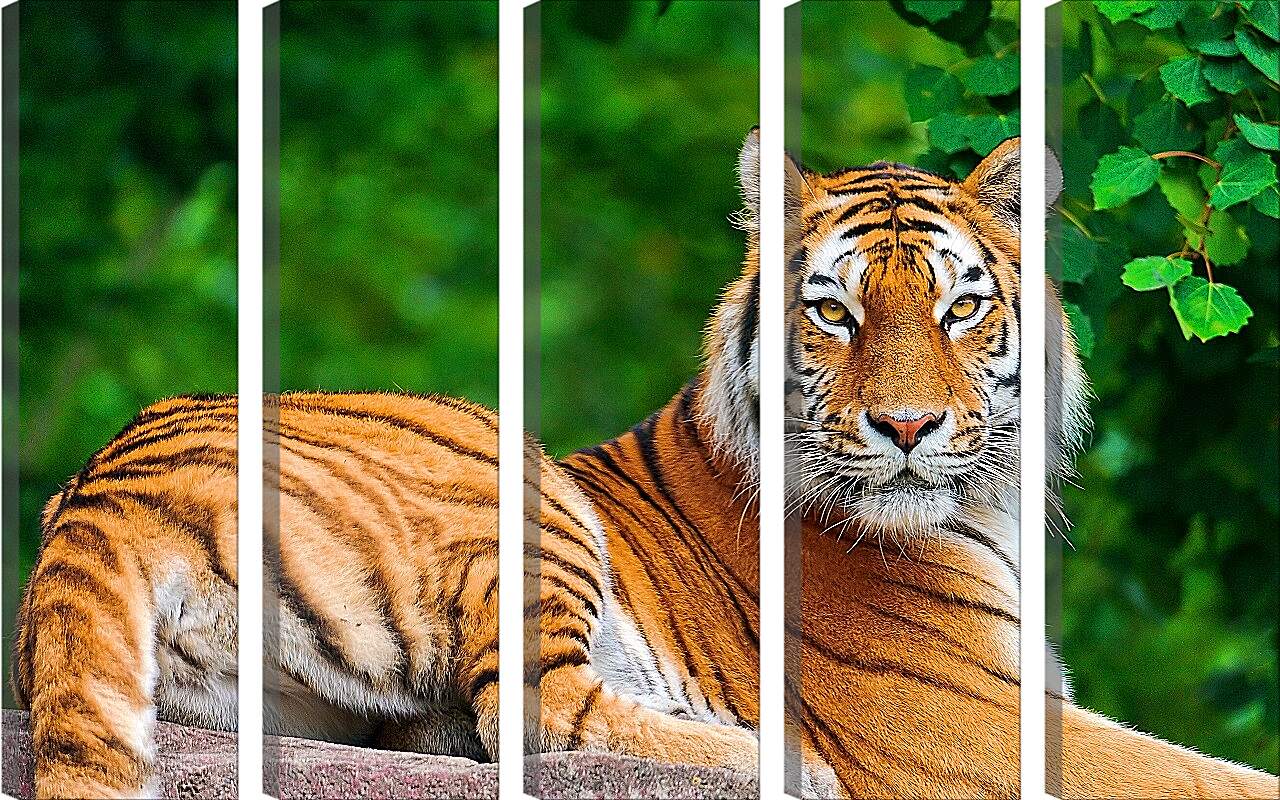 Модульная картина - Бенгальский тигр