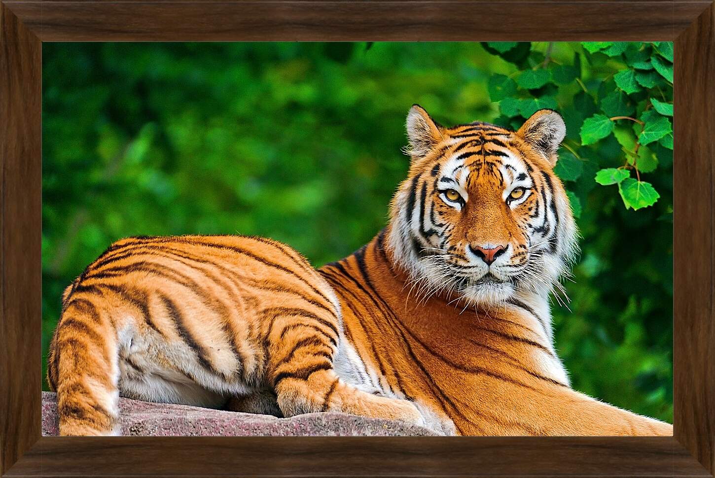 Картина в раме - Бенгальский тигр