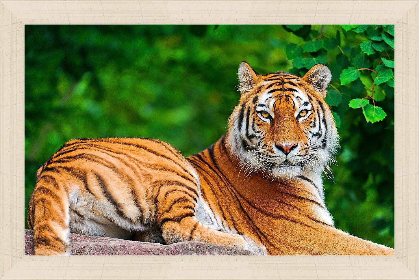 Картина в раме - Бенгальский тигр