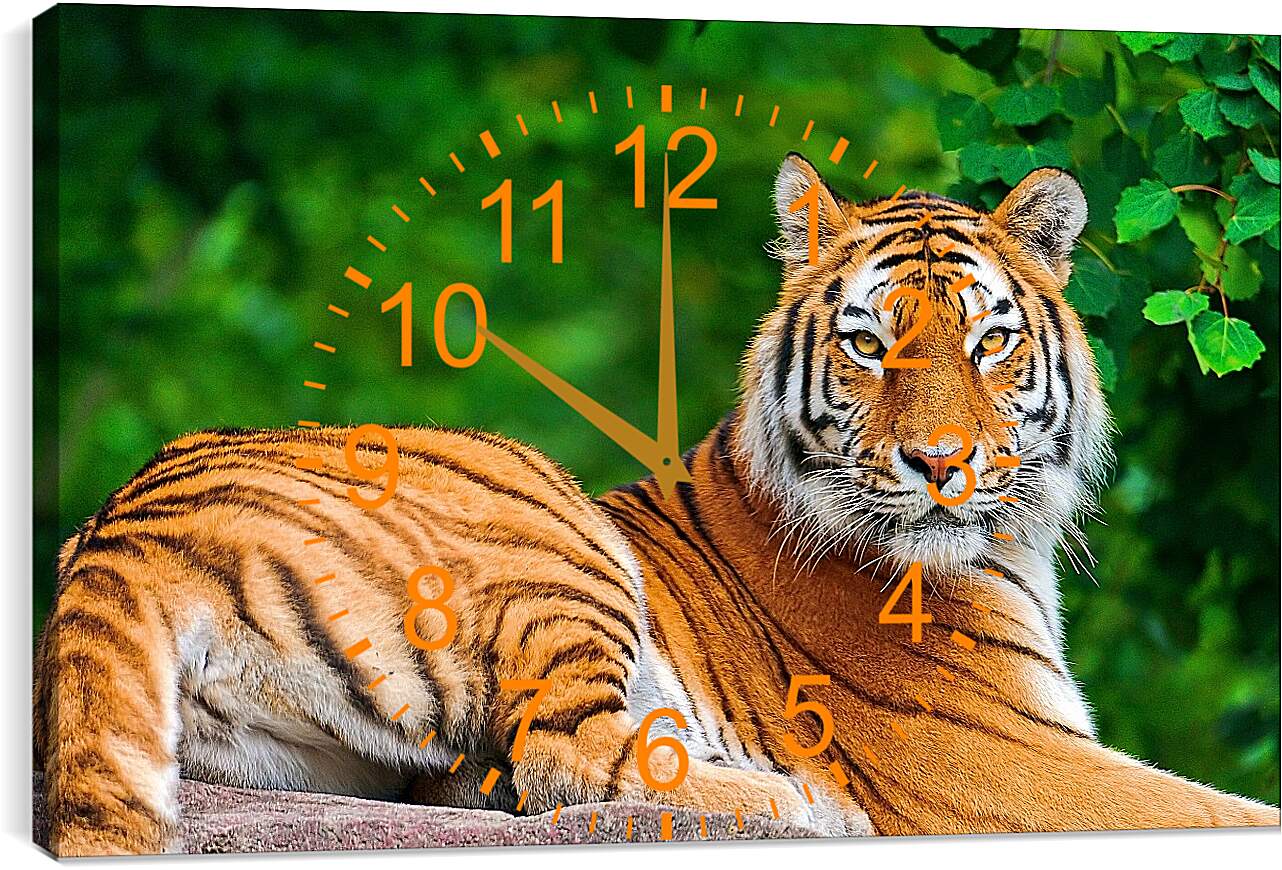 Часы картина - Бенгальский тигр