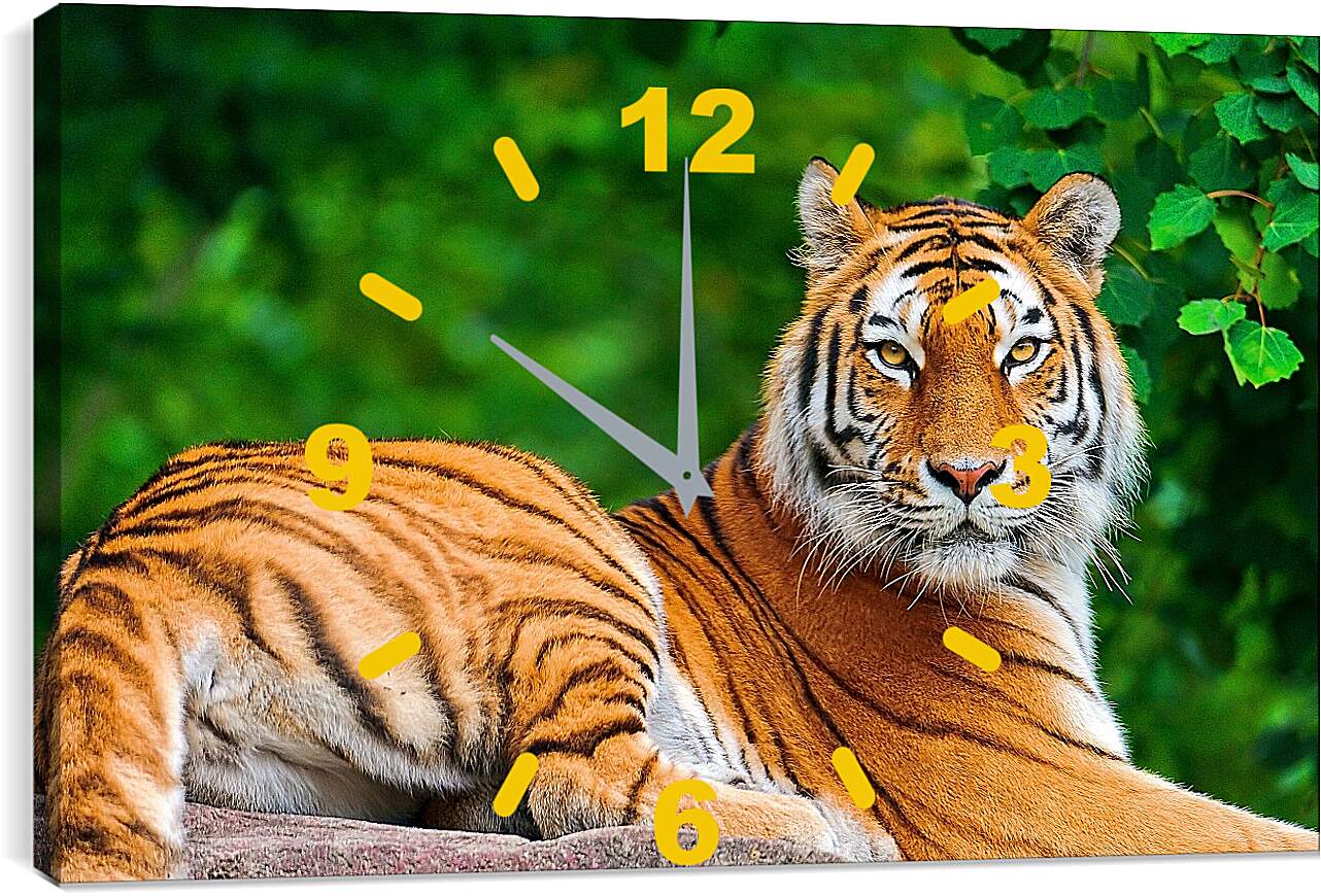 Часы картина - Бенгальский тигр