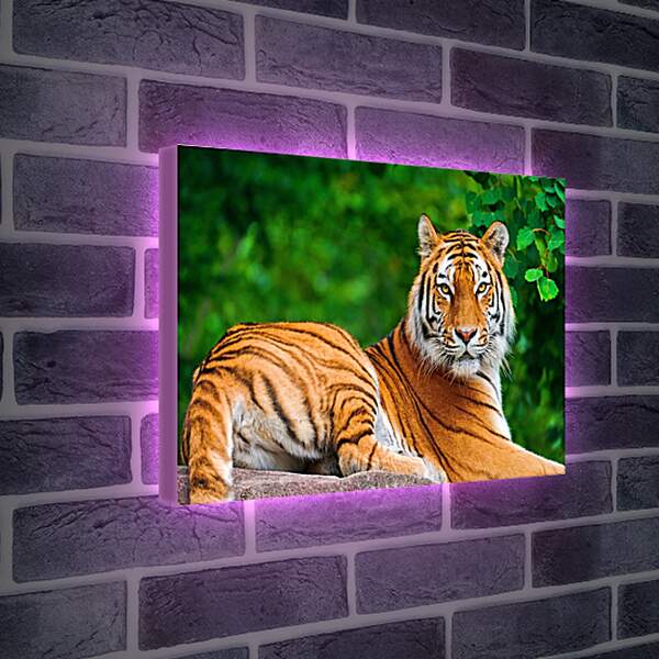 Лайтбокс световая панель - Бенгальский тигр