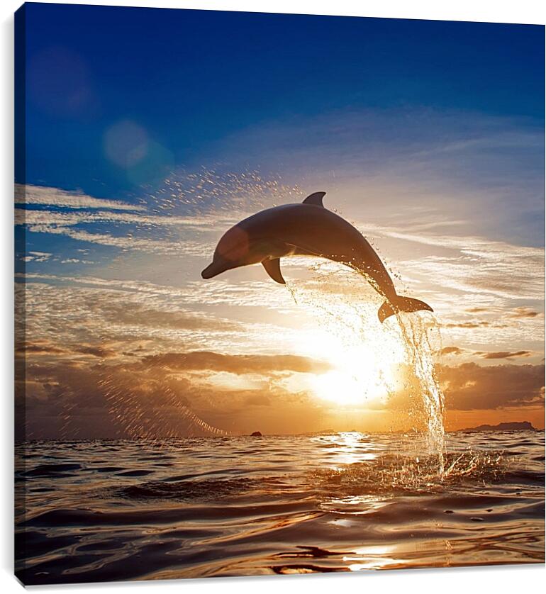 Постер и плакат - Дельфин