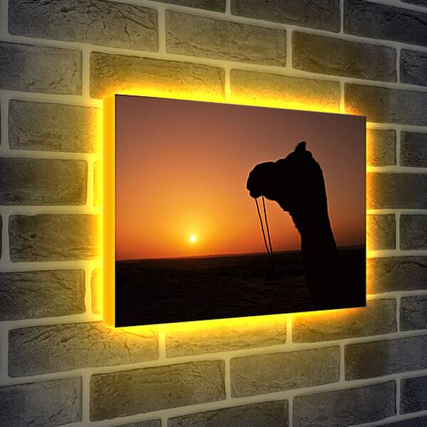 Лайтбокс световая панель - Верблюд