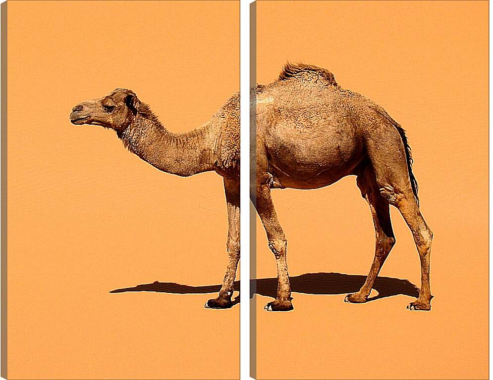 Модульная картина - Верблюд