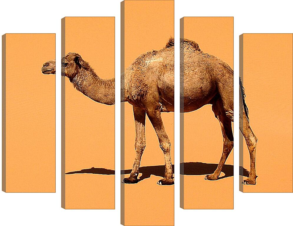 Модульная картина - Верблюд