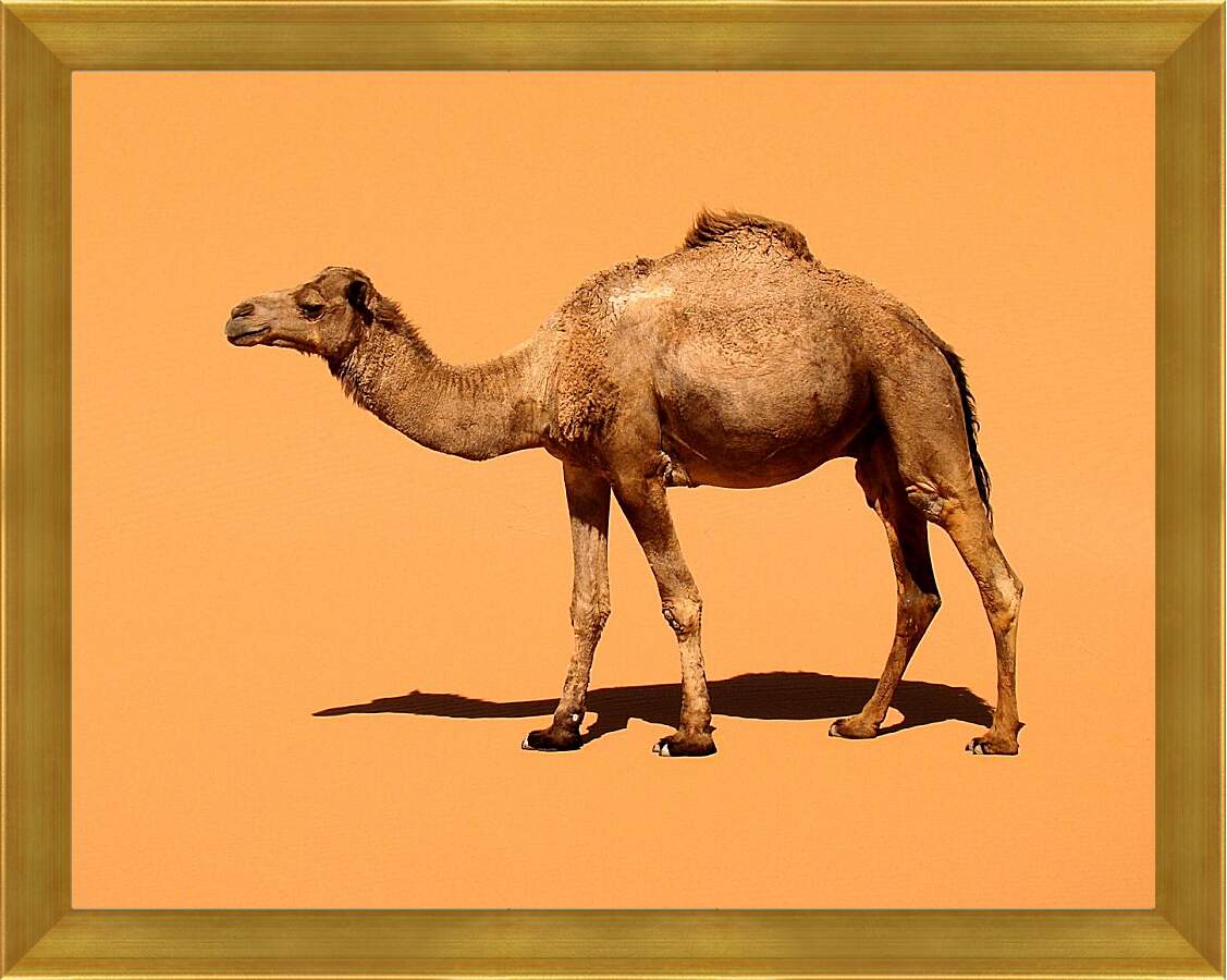 Картина в раме - Верблюд