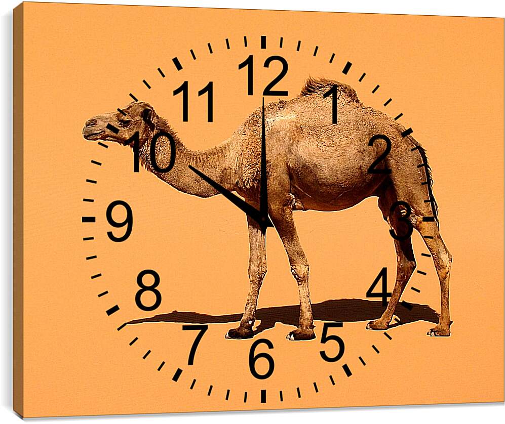 Часы картина - Верблюд