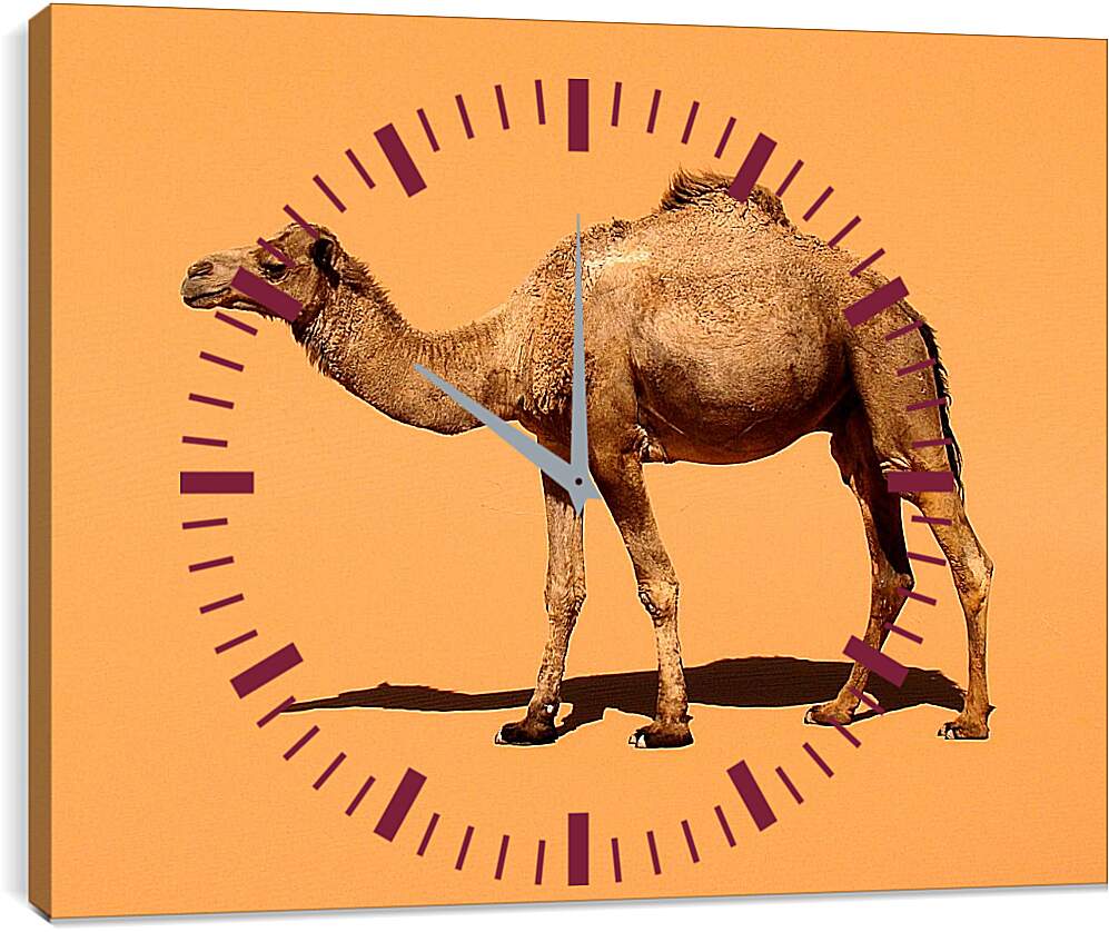 Часы картина - Верблюд