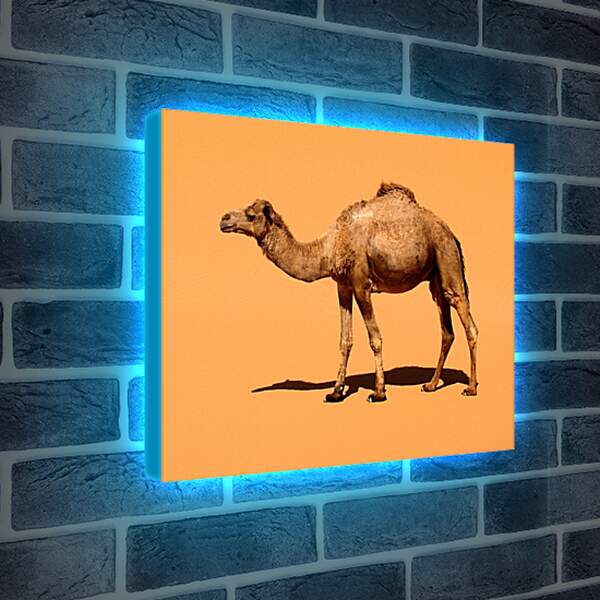 Лайтбокс световая панель - Верблюд