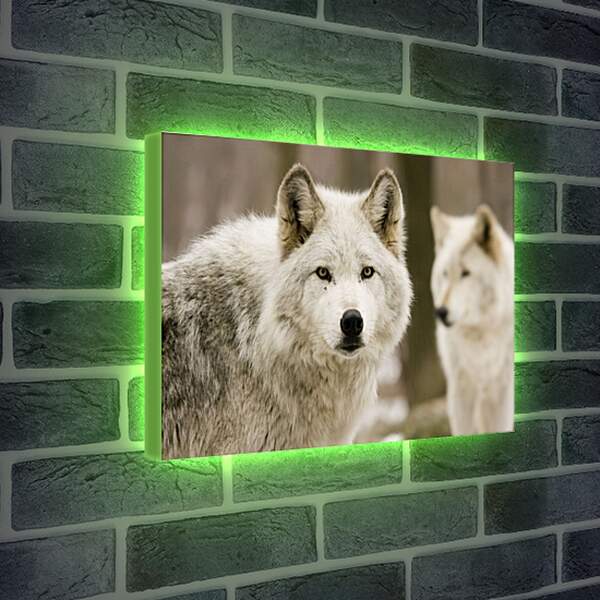 Лайтбокс световая панель - Волки