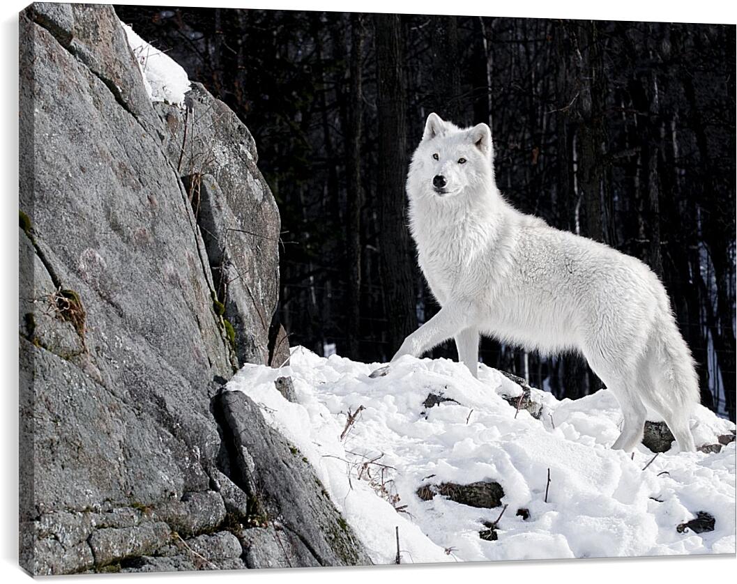 Постер и плакат - Белый волк