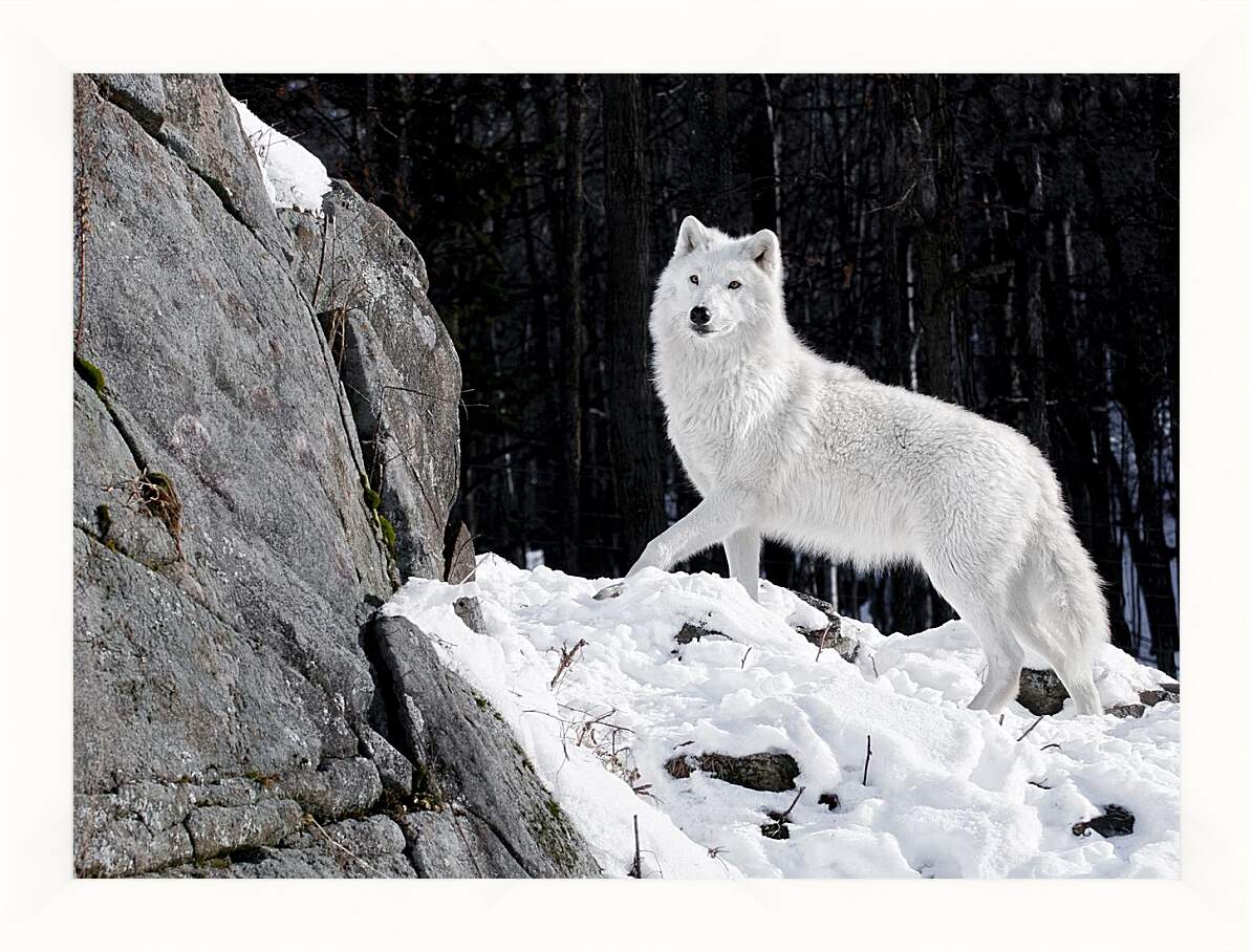 Картина в раме - Белый волк