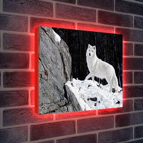 Лайтбокс световая панель - Белый волк