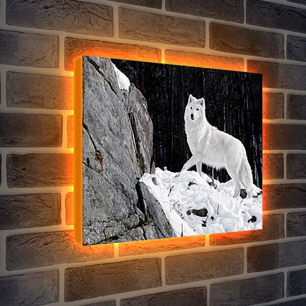 Лайтбокс световая панель - Белый волк