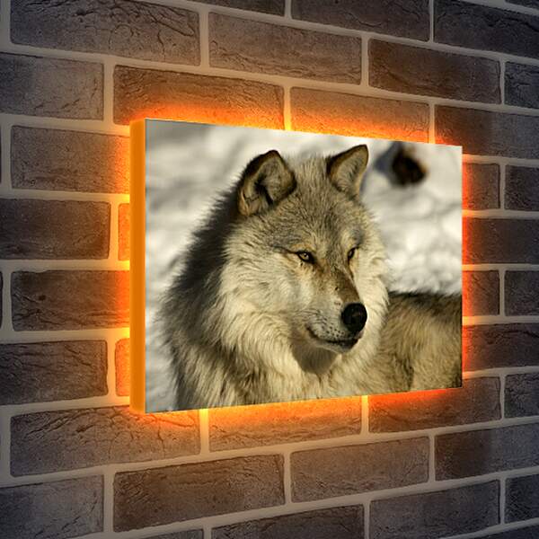 Лайтбокс световая панель - Волк