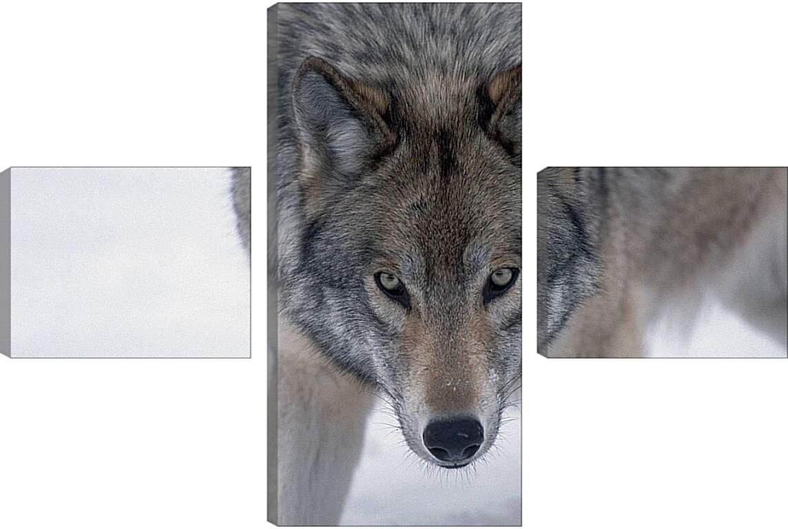 Модульная картина - Волк