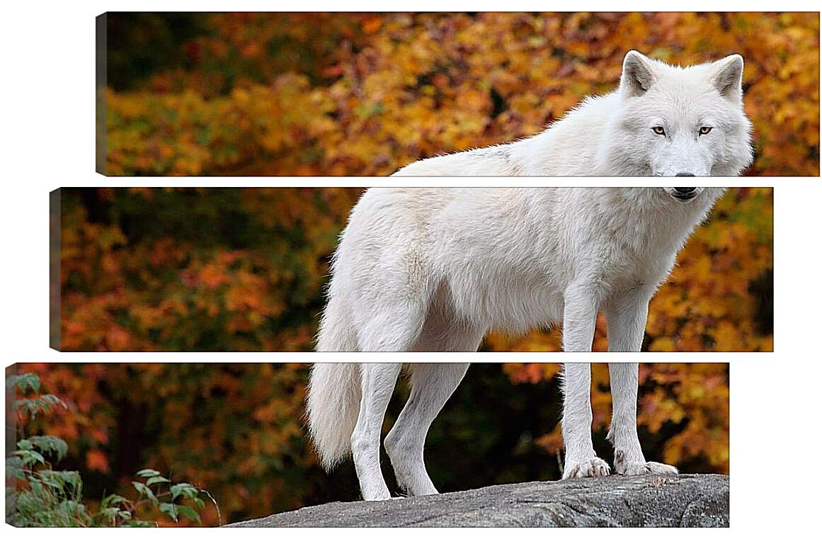 Модульная картина - Белый волк