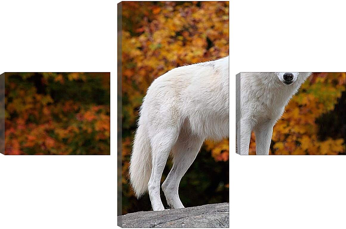 Модульная картина - Белый волк